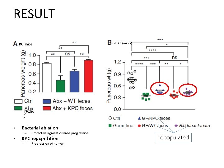 RESULT KC mice GF KC(6 wks) (8 wks ) • Bacterial ablation – •