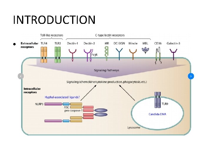 INTRODUCTION • Pattern Recognition Receptors (PRR) – Transmit inflammation, tumorigenesis↑ – Deficient in select