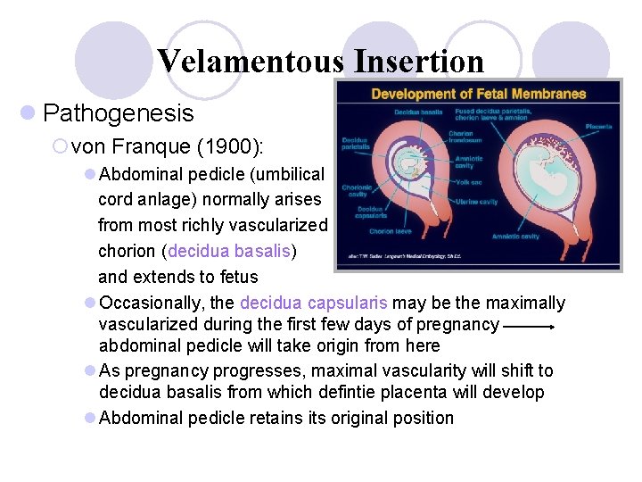 Velamentous Insertion l Pathogenesis ¡von Franque (1900): l Abdominal pedicle (umbilical cord anlage) normally
