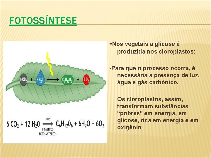 FOTOSSÍNTESE -Nos vegetais a glicose é produzida nos cloroplastos; -Para que o processo ocorra,