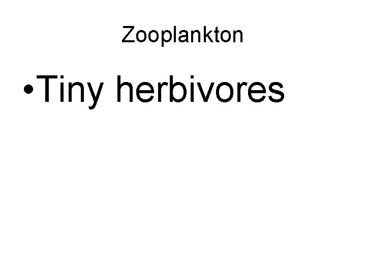 Zooplankton • Tiny herbivores 