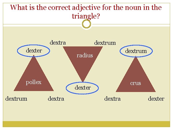 What is the correct adjective for the noun in the triangle? dextra dexter dextrum