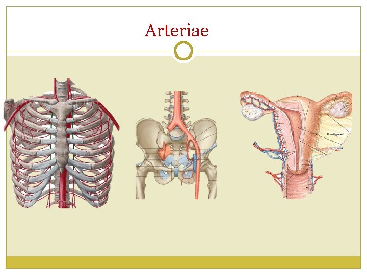 Arteriae 