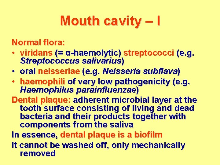 Mouth cavity – I Normal flora: • viridans (= α-haemolytic) streptococci (e. g. Streptococcus