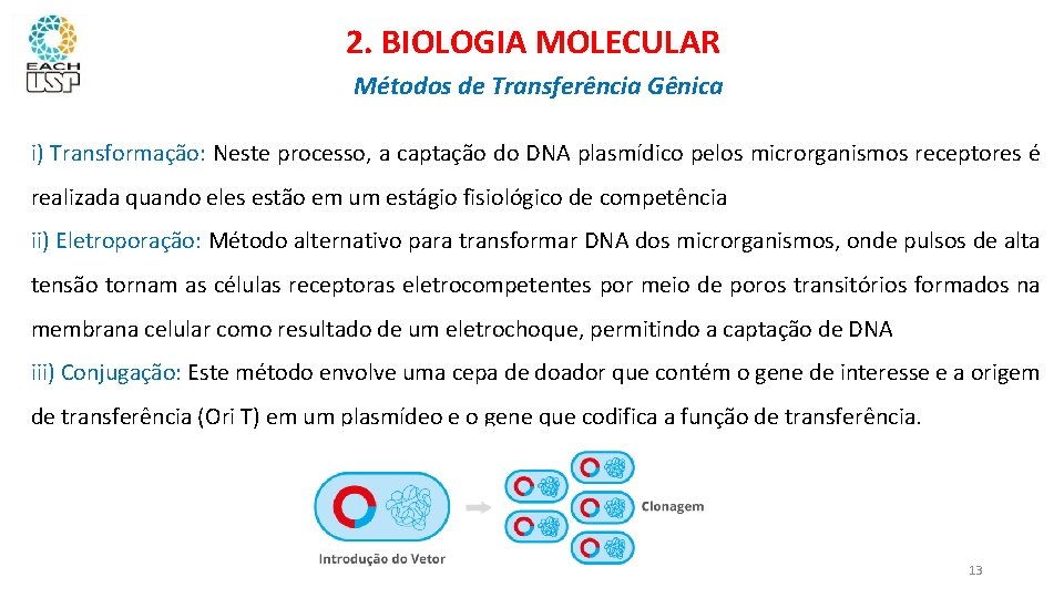 2. BIOLOGIA MOLECULAR Métodos de Transferência Gênica i) Transformação: Neste processo, a captação do
