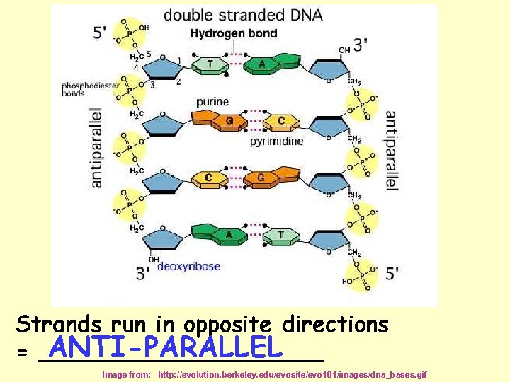 Strands run in opposite directions ANTI-PARALLEL = __________ Image from: http: //evolution. berkeley. edu/evosite/evo