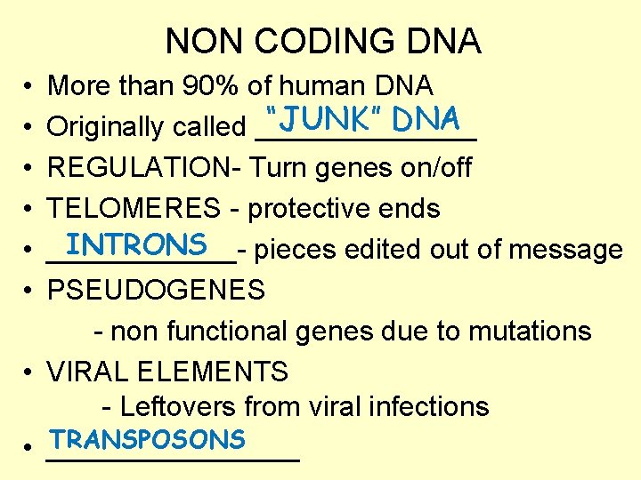 NON CODING DNA • • • More than 90% of human DNA “JUNK” DNA