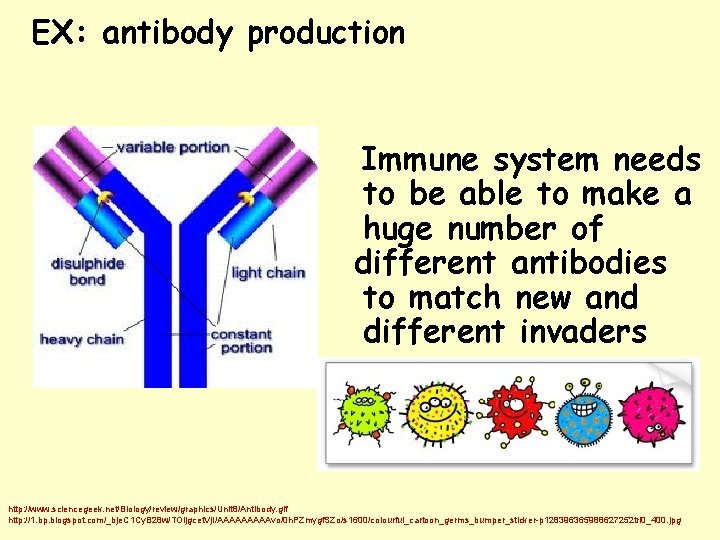 EX: antibody production different Immune system needs to be able to make a huge