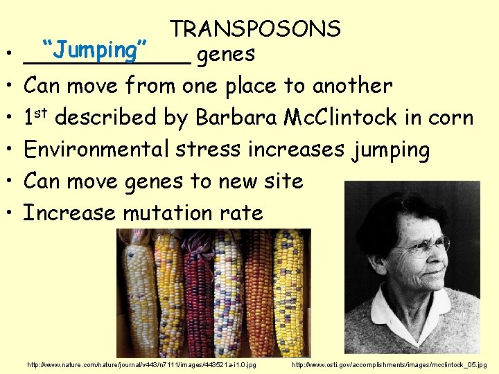  • • • TRANSPOSONS “Jumping” ______ genes Can move from one place to