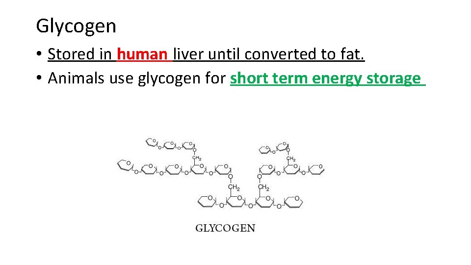 Glycogen • Stored in human liver until converted to fat. • Animals use glycogen