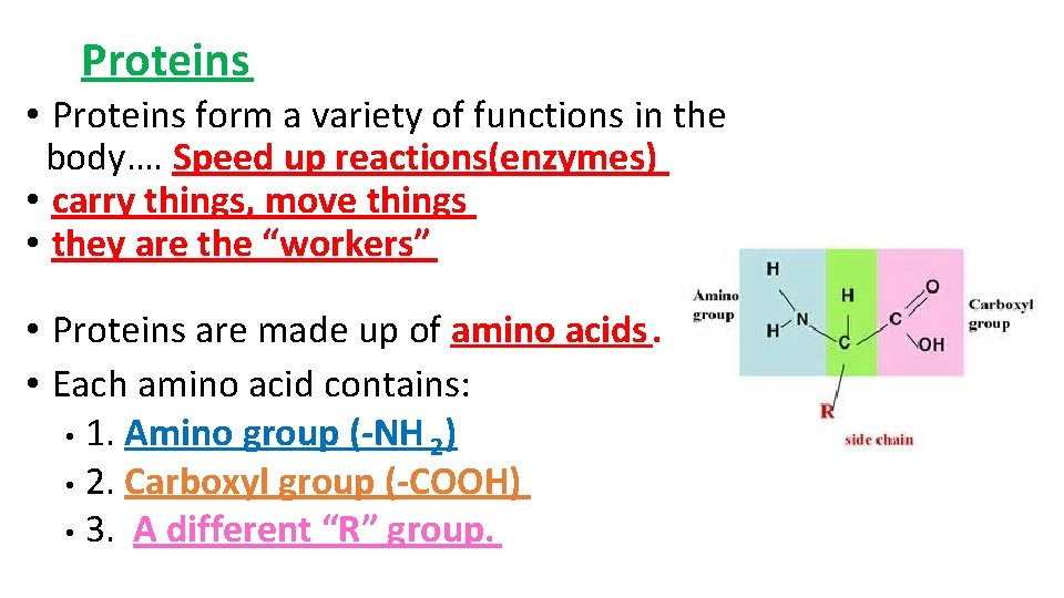 Proteins • Proteins form a variety of functions in the body…. Speed up reactions(enzymes)