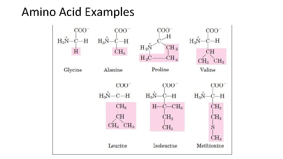 Amino Acid Examples 