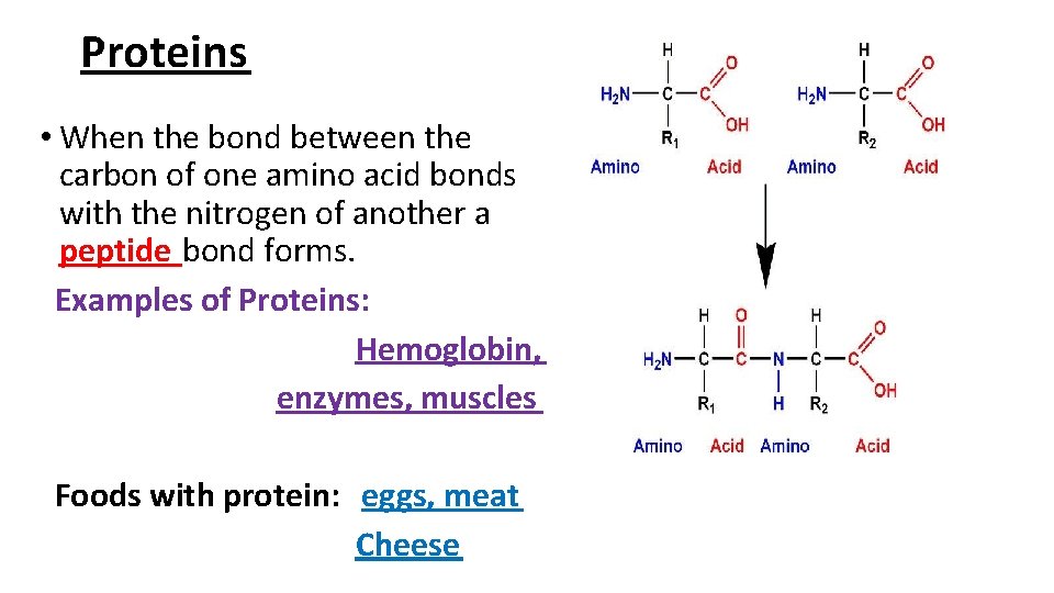 Proteins • When the bond between the carbon of one amino acid bonds with