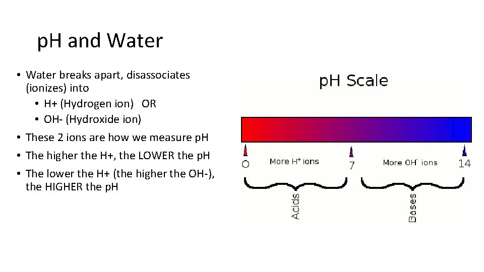 p. H and Water • Water breaks apart, disassociates (ionizes) into • H+ (Hydrogen