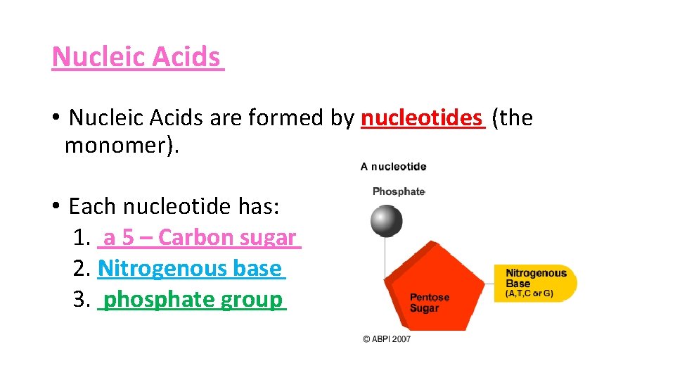 Nucleic Acids • Nucleic Acids are formed by nucleotides (the monomer). • Each nucleotide