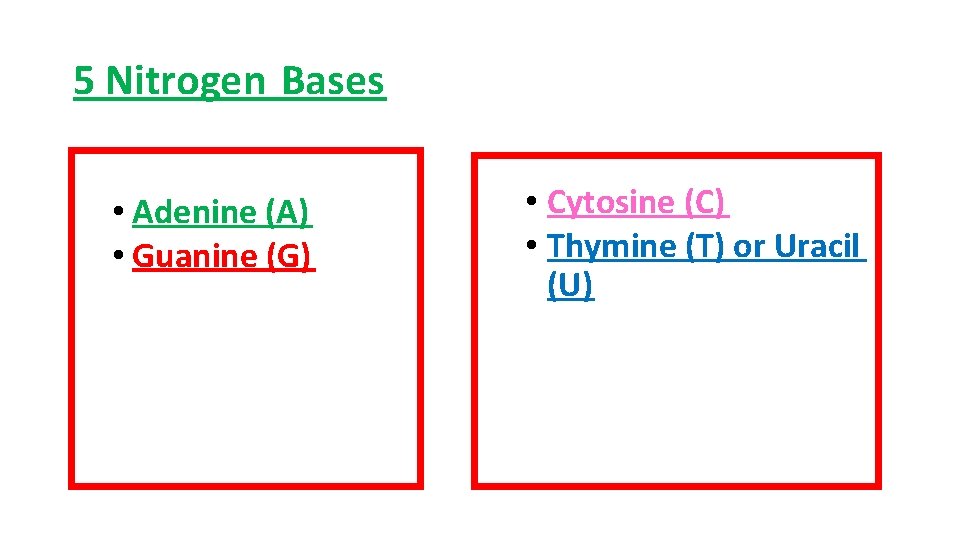 5 Nitrogen Bases • Adenine (A) • Guanine (G) • Cytosine (C) • Thymine