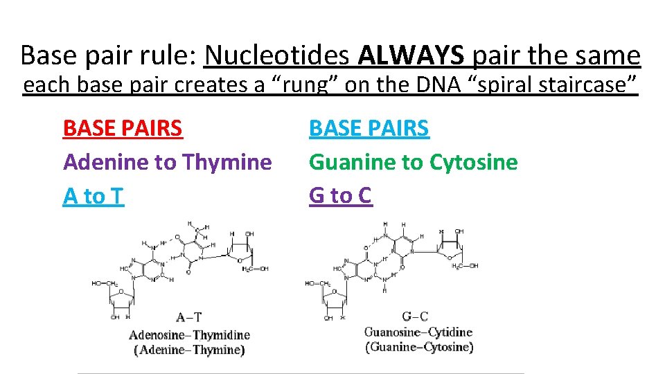 Base pair rule: Nucleotides ALWAYS pair the same each base pair creates a “rung”
