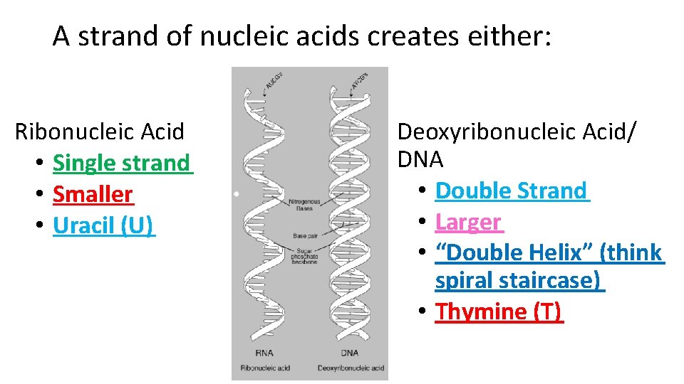 A strand of nucleic acids creates either: Ribonucleic Acid • Single strand • Smaller