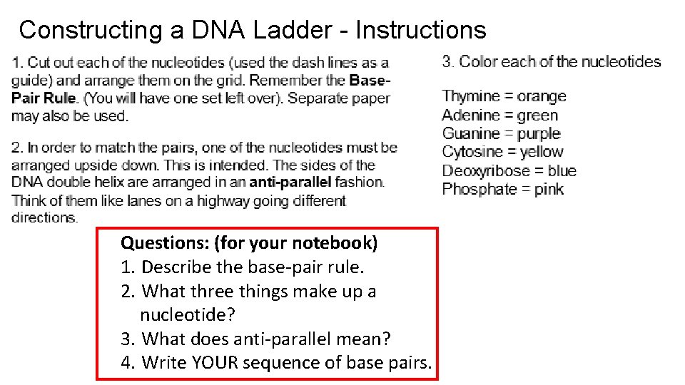Constructing a DNA Ladder - Instructions Questions: (for your notebook) 1. Describe the base-pair
