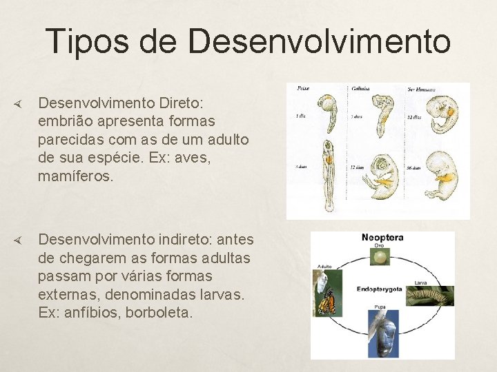 Tipos de Desenvolvimento Direto: embrião apresenta formas parecidas com as de um adulto de