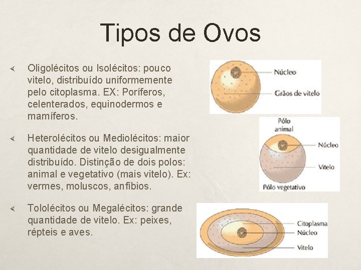 Tipos de Ovos Oligolécitos ou Isolécitos: pouco vitelo, distribuído uniformemente pelo citoplasma. EX: Poríferos,