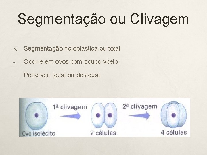 Segmentação ou Clivagem Segmentação holoblástica ou total - Ocorre em ovos com pouco vitelo