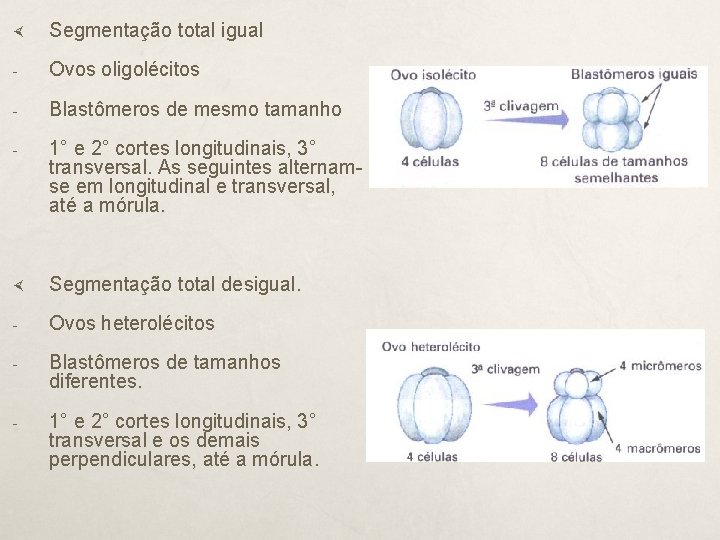  Segmentação total igual - Ovos oligolécitos - Blastômeros de mesmo tamanho - 1°