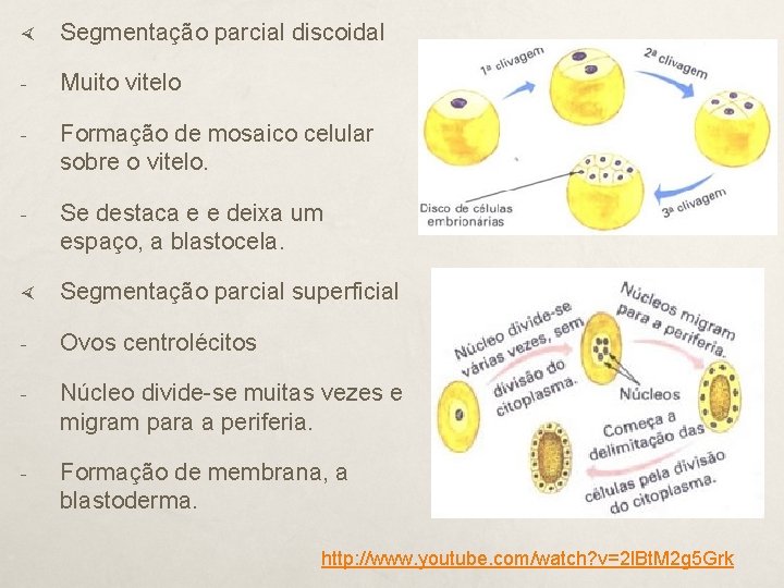  Segmentação parcial discoidal - Muito vitelo - Formação de mosaico celular sobre o