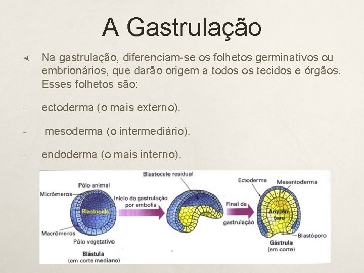 A Gastrulação Na gastrulação, diferenciam-se os folhetos germinativos ou embrionários, que darão origem a