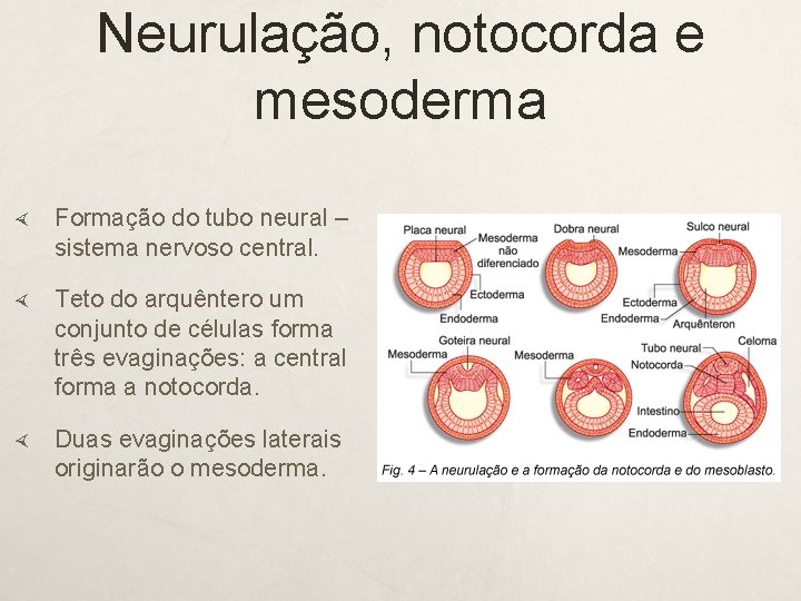 Neurulação, notocorda e mesoderma Formação do tubo neural – sistema nervoso central. Teto do