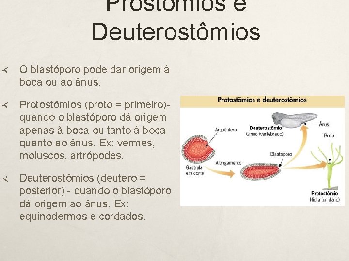 Prostômios e Deuterostômios O blastóporo pode dar origem à boca ou ao ânus. Protostômios