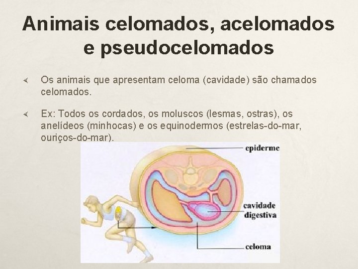 Animais celomados, acelomados e pseudocelomados Os animais que apresentam celoma (cavidade) são chamados celomados.