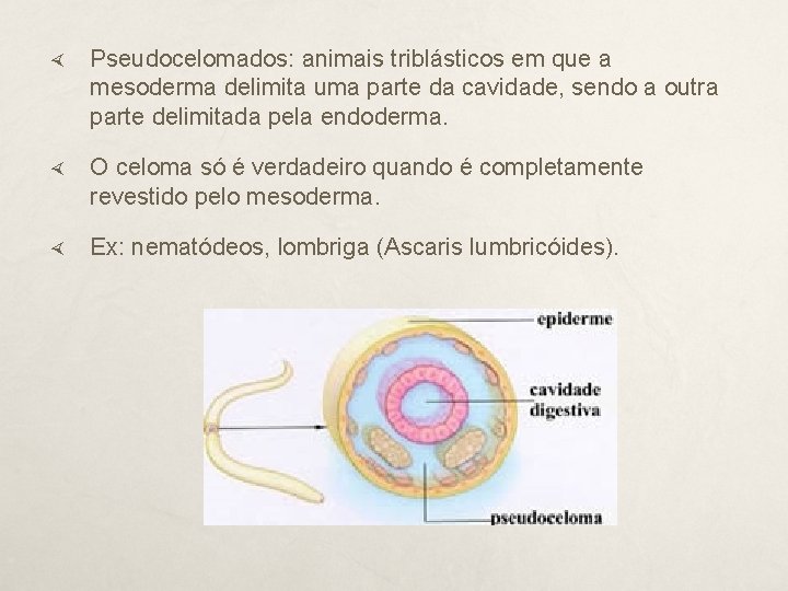  Pseudocelomados: animais triblásticos em que a mesoderma delimita uma parte da cavidade, sendo