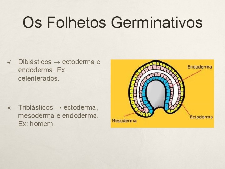 Os Folhetos Germinativos Diblásticos → ectoderma e endoderma. Ex: celenterados. Triblásticos → ectoderma, mesoderma