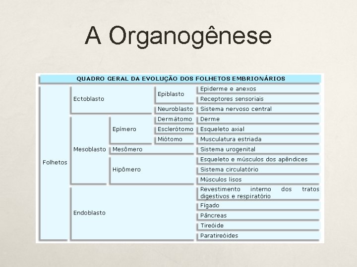 A Organogênese 