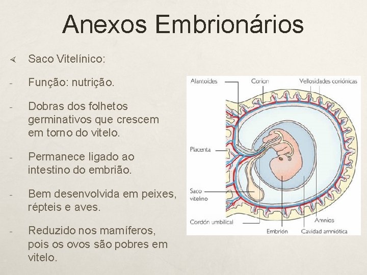 Anexos Embrionários Saco Vitelínico: - Função: nutrição. - Dobras dos folhetos germinativos que crescem