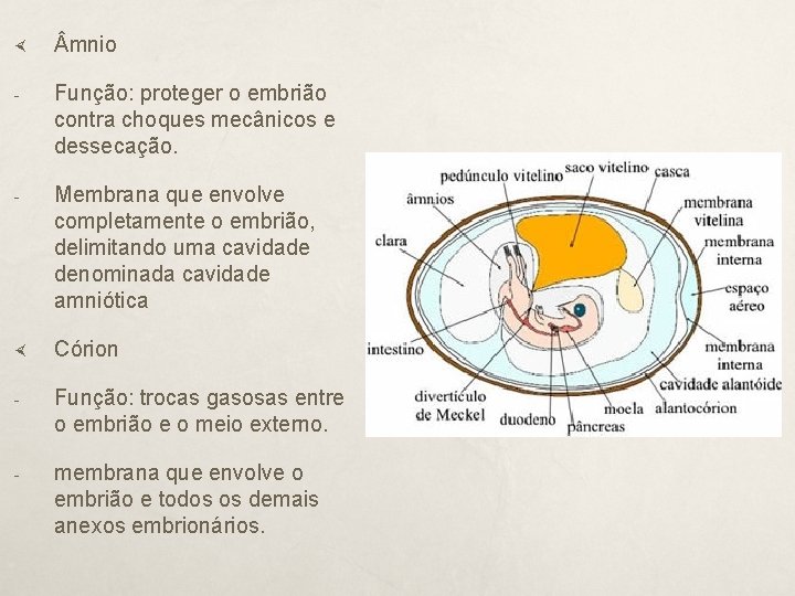  mnio - Função: proteger o embrião contra choques mecânicos e dessecação. - Membrana