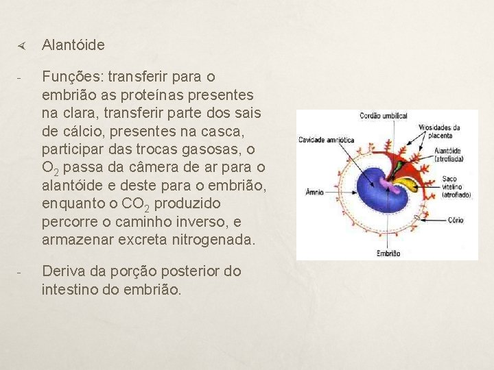  Alantóide - Funções: transferir para o embrião as proteínas presentes na clara, transferir