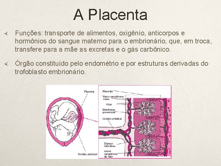 A Placenta Funções: transporte de alimentos, oxigênio, anticorpos e hormônios do sangue materno para