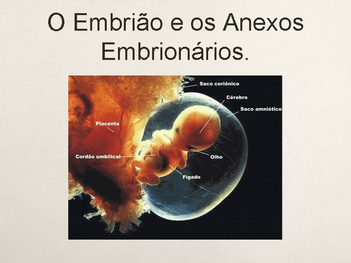 O Embrião e os Anexos Embrionários. 