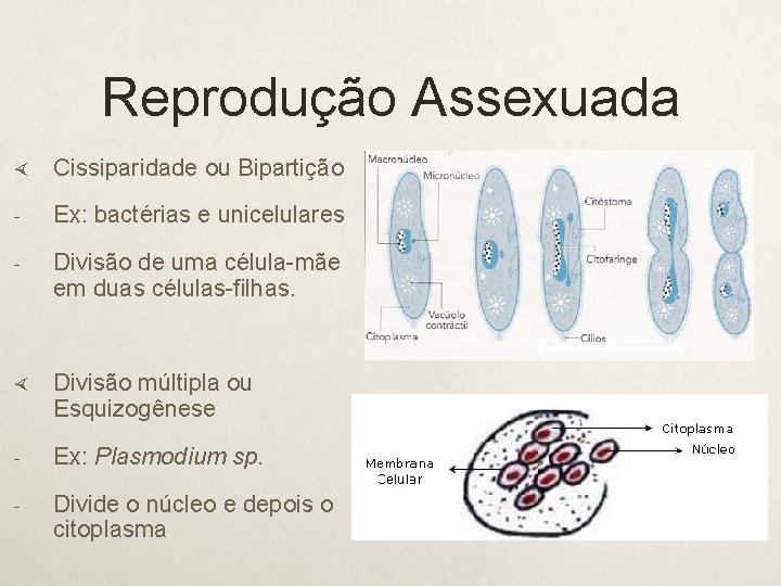 Reprodução Assexuada Cissiparidade ou Bipartição - Ex: bactérias e unicelulares - Divisão de uma