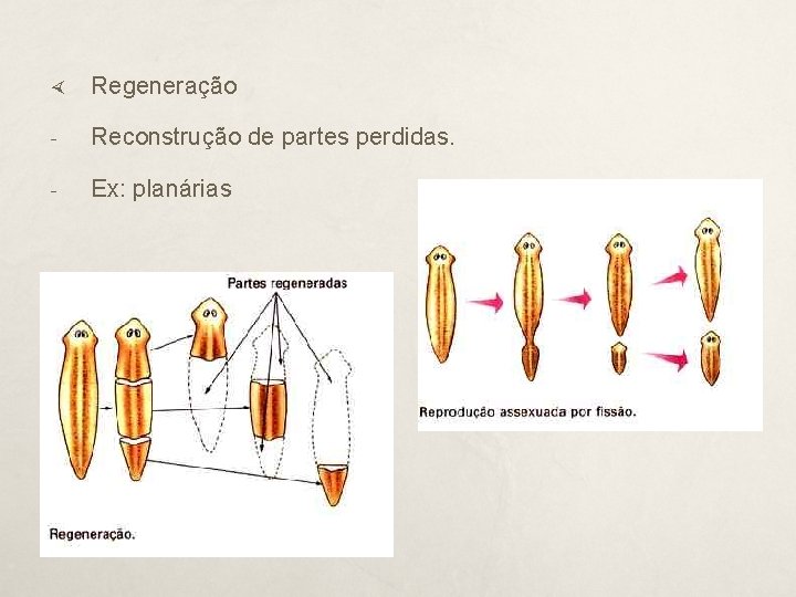  Regeneração - Reconstrução de partes perdidas. - Ex: planárias 