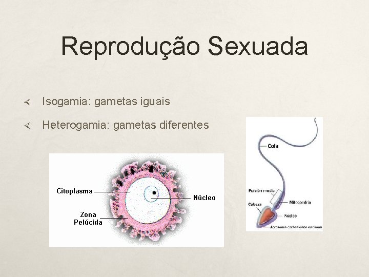 Reprodução Sexuada Isogamia: gametas iguais Heterogamia: gametas diferentes 