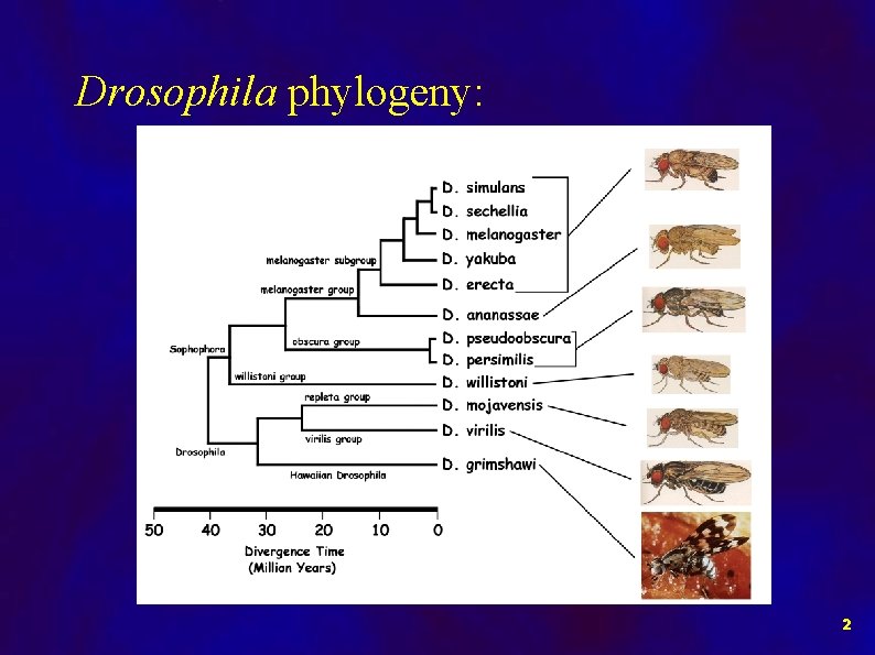 Drosophila phylogeny: 2 