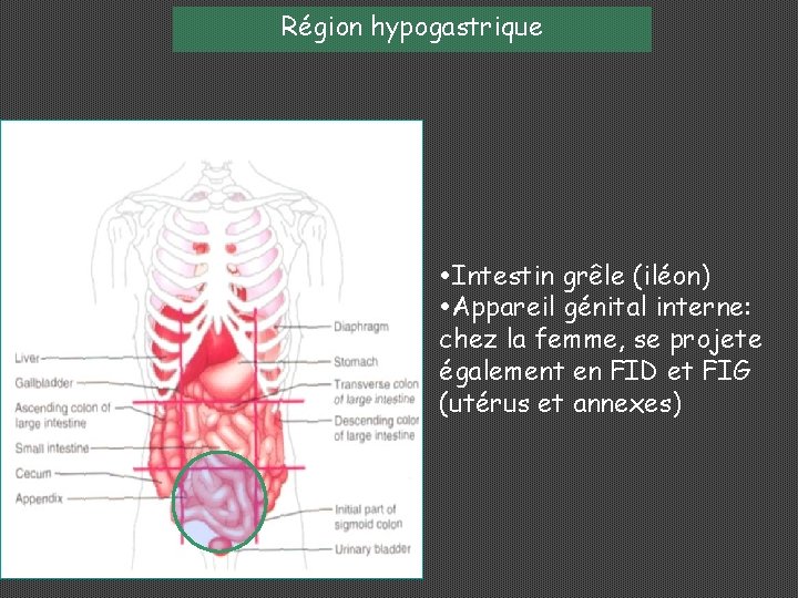 EXAMEN CLINIQUE DE LABDOMEN PRINCIPAUX SYNDROMES SEMIOLOGIE CHIRURGICALE examen-clinique-de-labdomen-principaux-syndromes-semiologie-chirurgicale