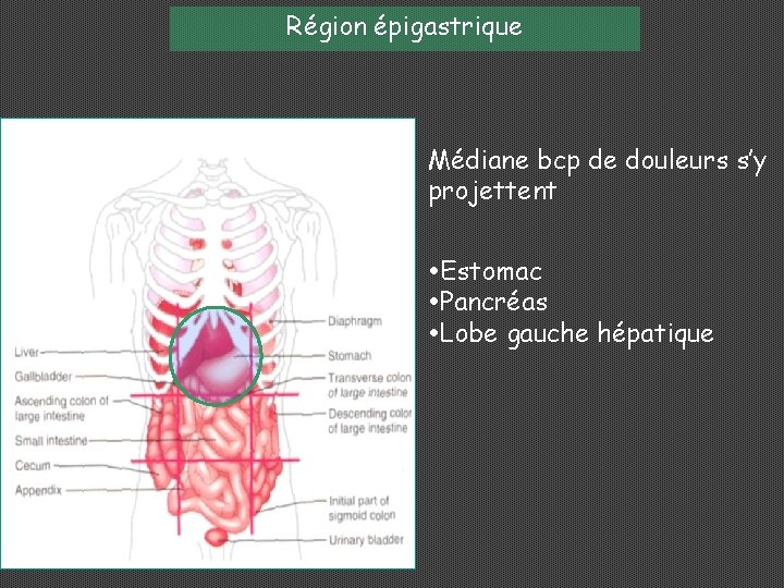 Région épigastrique Médiane bcp de douleurs s’y projettent Estomac Pancréas Lobe gauche hépatique 
