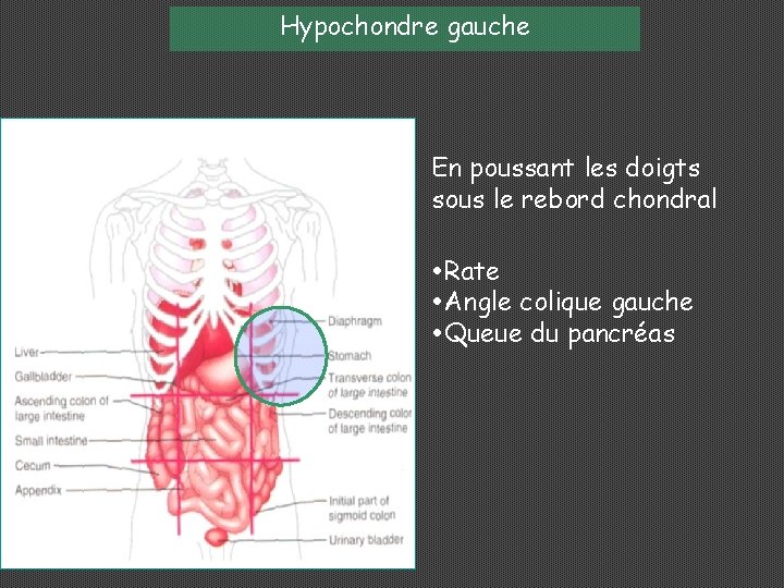 Hypochondre gauche En poussant les doigts sous le rebord chondral Rate Angle colique gauche