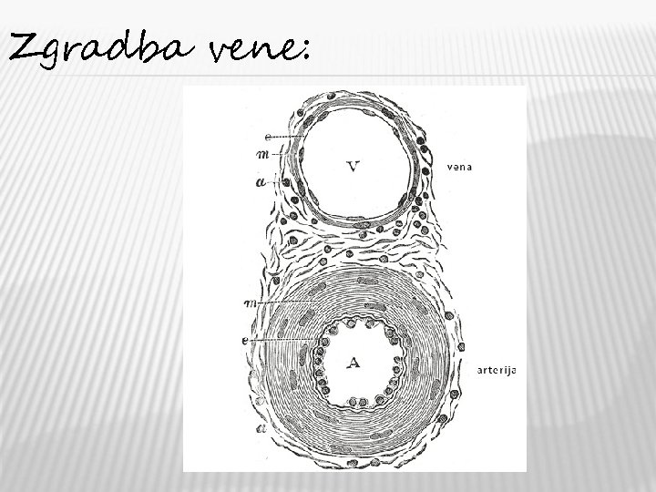 Zgradba vene: 