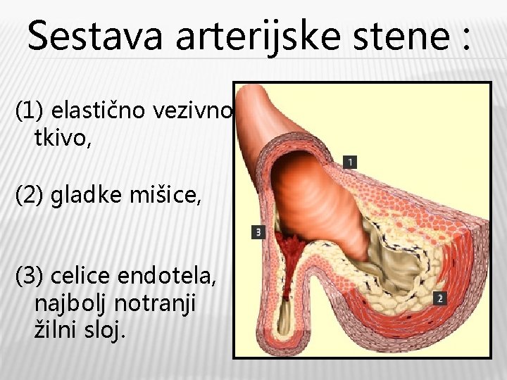 Sestava arterijske stene : (1) elastično vezivno tkivo, (2) gladke mišice, (3) celice endotela,