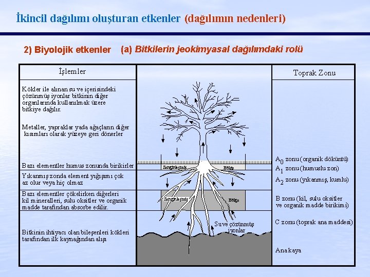 İkincil dağılımı oluşturan etkenler (dağılımın nedenleri) 2) Biyolojik etkenler (a) Bitkilerin jeokimyasal dağılımdaki rolü